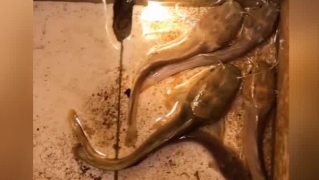 鲶鱼一年没喂食瘦得只剩头 网友调侃: 硬生生养成了蝌蚪
