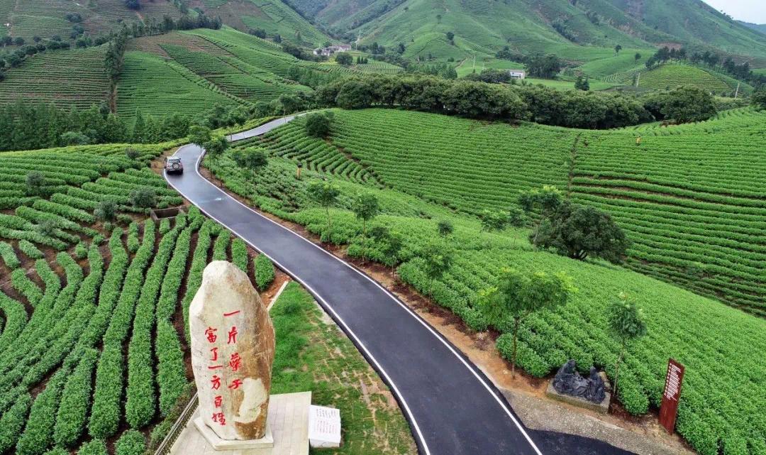 安吉县黄杜村茶山