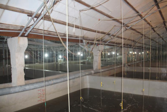 【迎曹妃甸第三届河豚节】创新务实的曹妃甸造就国内最大河豚养殖基地