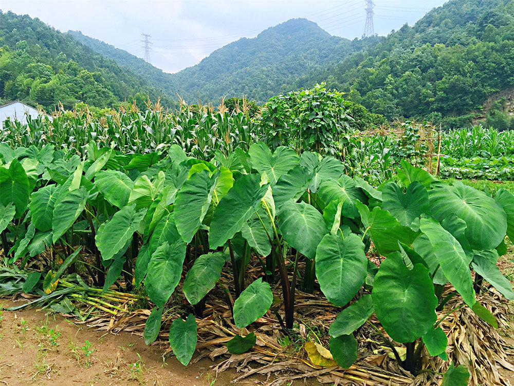 芋艿性喜高温湿润，水田或旱地均可栽培。.jpg