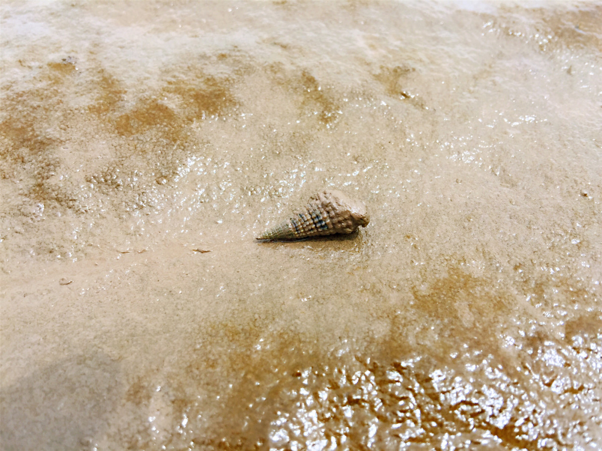 蟹守螺的生境，一般为潮间带泥滩。.JPG