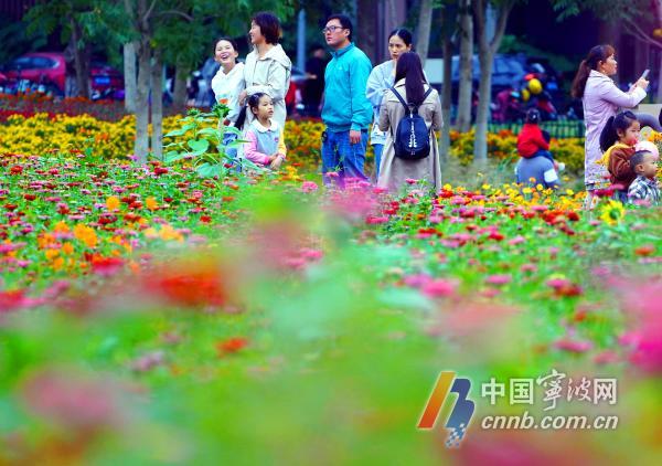 10月18日，游人徜徉在花海里流连忘返，赏花拍照。眼下，宁波市东部生态走廊种植的成片百日菊、格桑花、向日葵等各种花卉进入盛开期，争奇斗艳，形成五彩斑斓的秋日美景，吸引众多游客和摄影爱好者慕名前来打卡观光。图片文件名为：市东部生态走廊花海五彩斑斓  呈现醉人秋日美景1至12。         周建平 摄