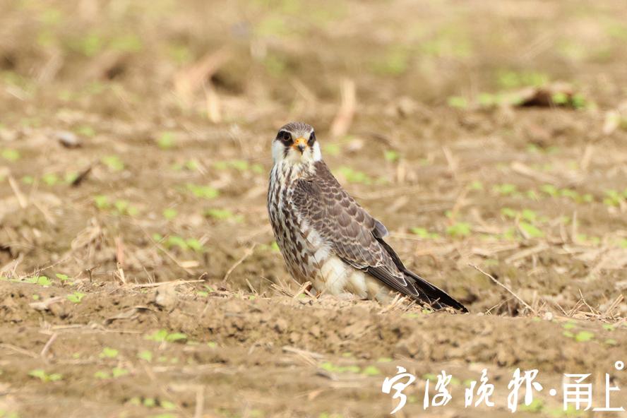 空什么足什么的成语_成语故事图片(3)