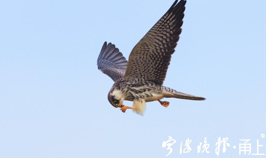 旧什么巢成语_成语故事图片(3)