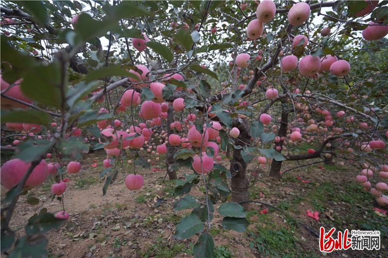 岗底村的苹果熟了，一串串红苹果缀满了枝头。 通讯员李世誉摄