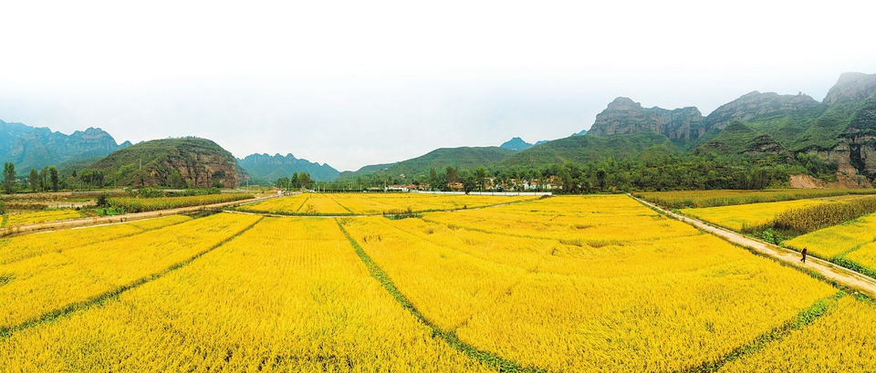 左权县麻田水稻丰收在望。