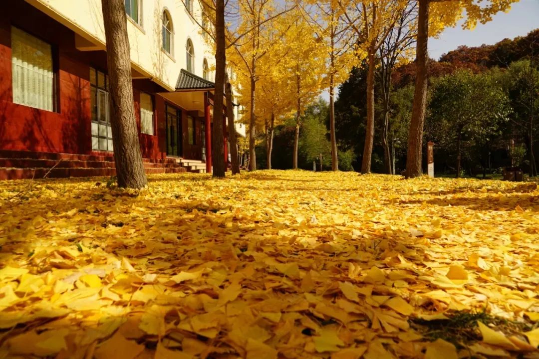 重阳登高处 赏秋白云山