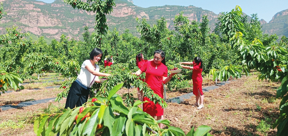 游客正在采摘樱桃。