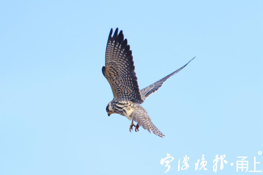 旧什么巢成语_成语故事图片(3)