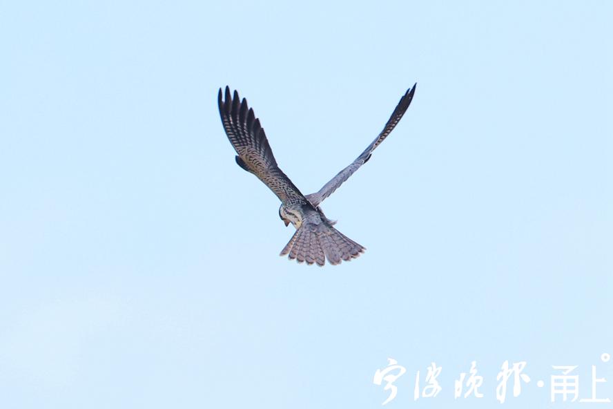 旧什么巢成语_成语故事图片(3)