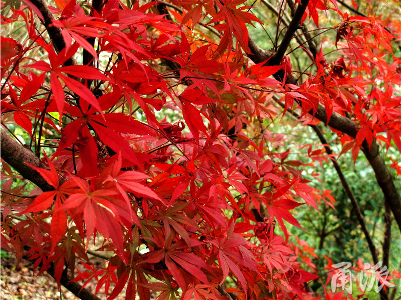 15——红枫，槭树科.JPG