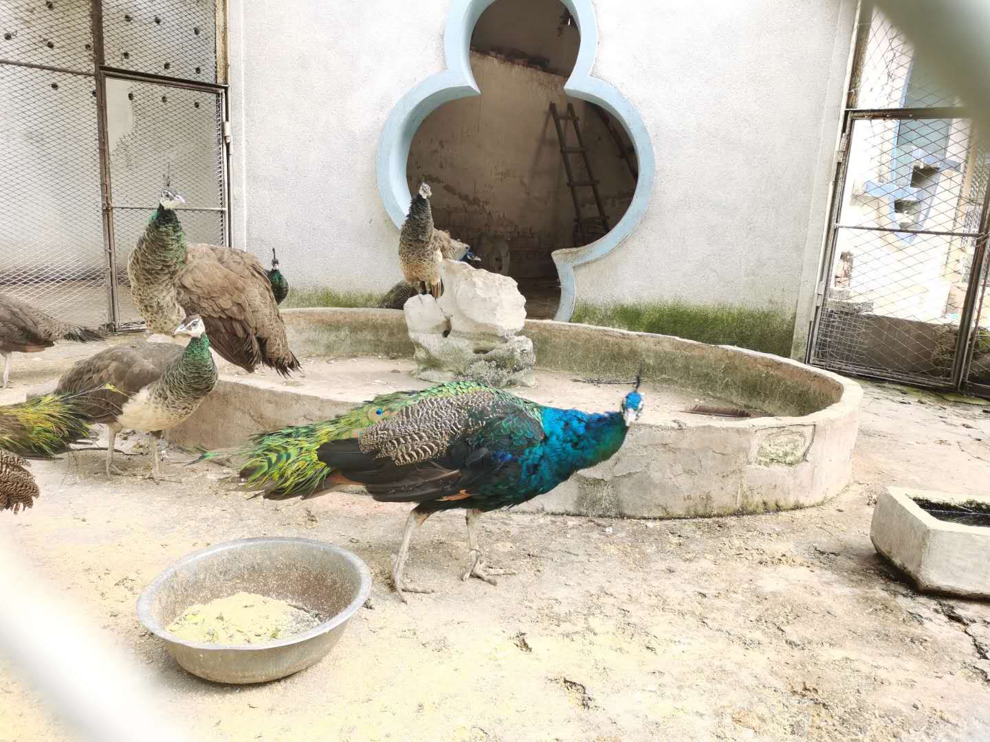 家门口偶遇一孔雀！ 漯河城管给野生动物一个“家”