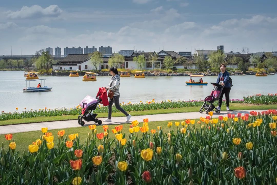 《郁金香季节》岑水芳