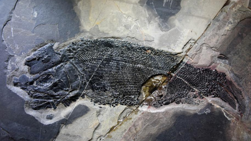 最新发现：2.44亿年前的食肉动物——“云南暴鱼”