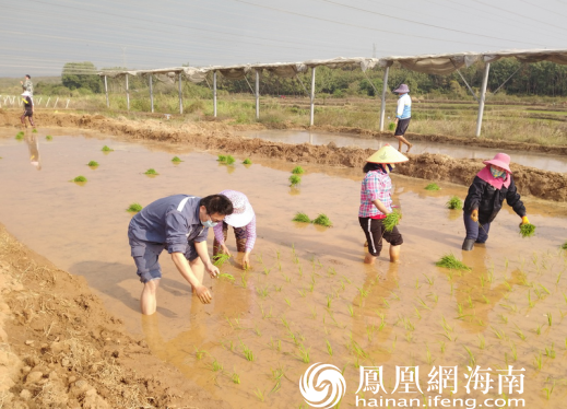 刘志鹏和村民在田里热火朝天地忙着水稻插秧 。（海南电网公司供图）