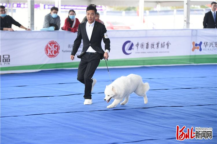 在第四届中国·南和（国际）宠物产业博览会上，同时举办了中国纯种犬职业超级联赛邢台冠军展。河北日报记者赵永辉摄