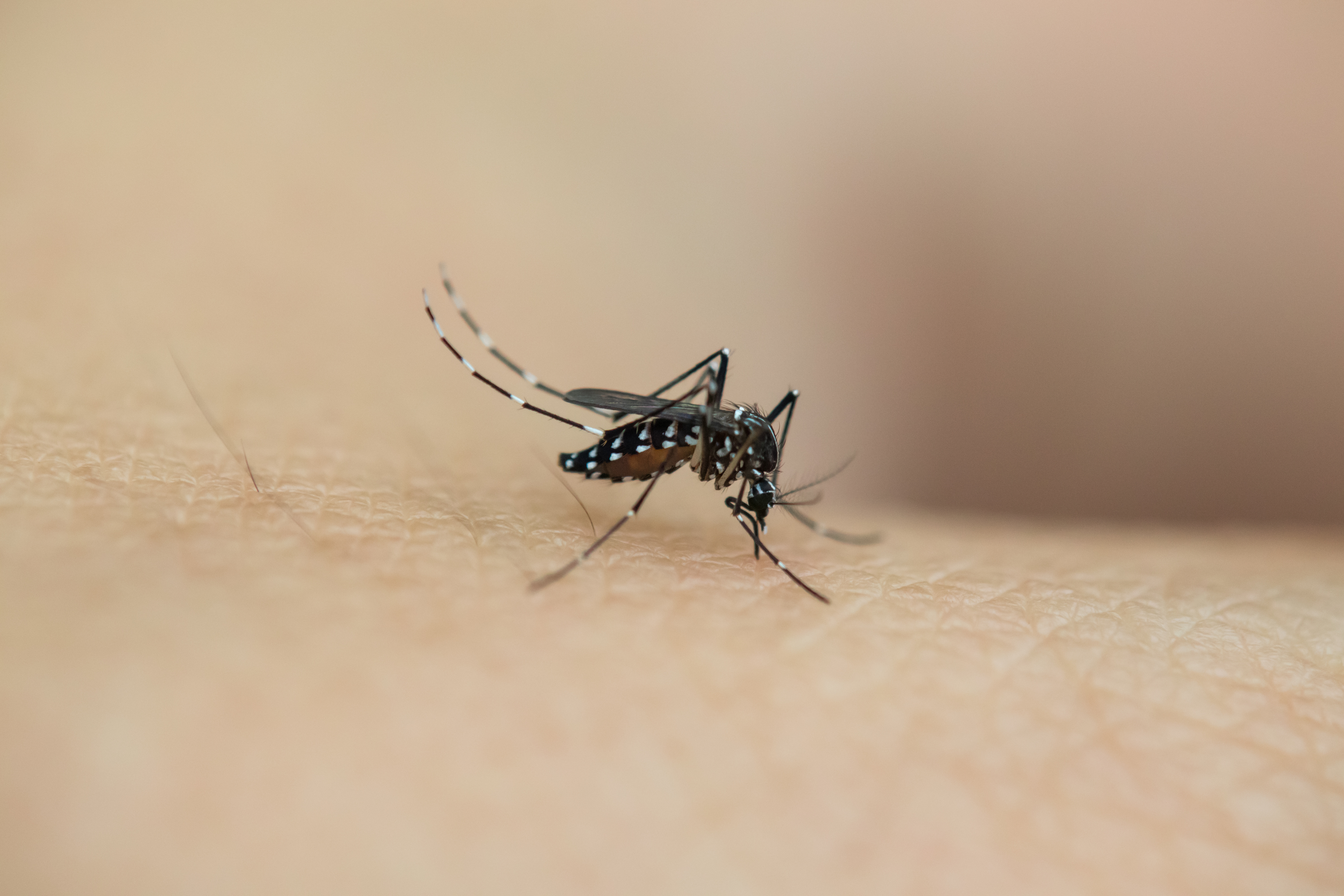 光污染会增加蚊子的夜间叮咬行为，更易传播疾病！