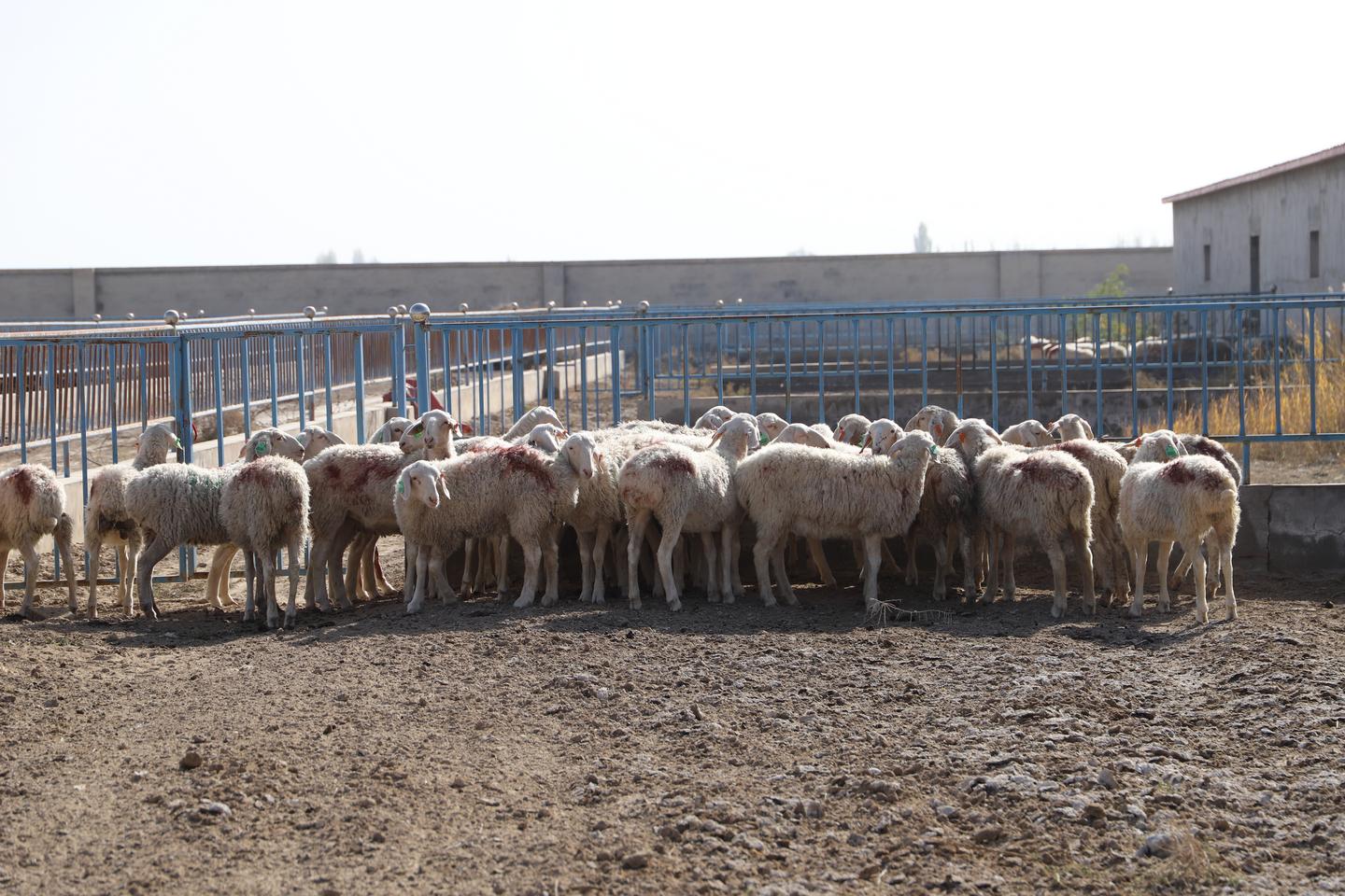 民勤县东湖镇：新品种来"安居" 致富有了"羊"法子