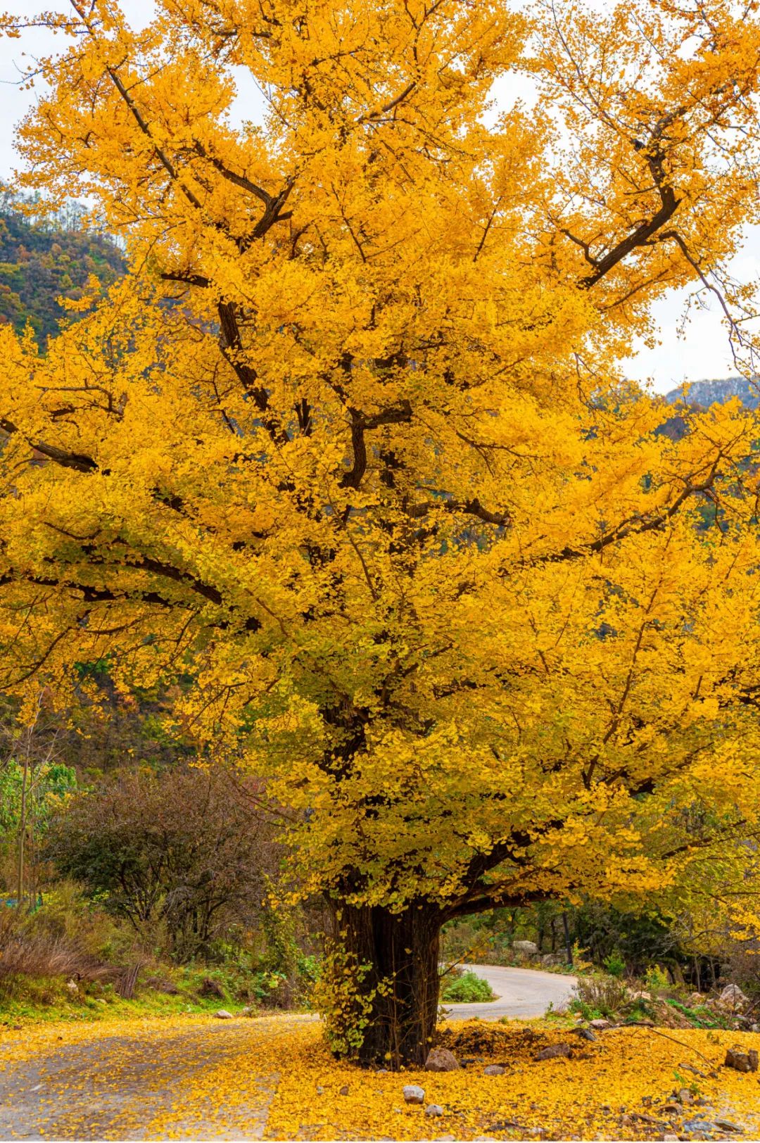 重阳登高处 赏秋白云山