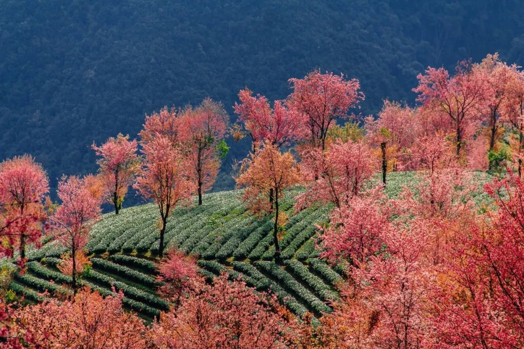 如果你在的城市有一些些冷，那不如就来大理无量山，寻一个早春吧。