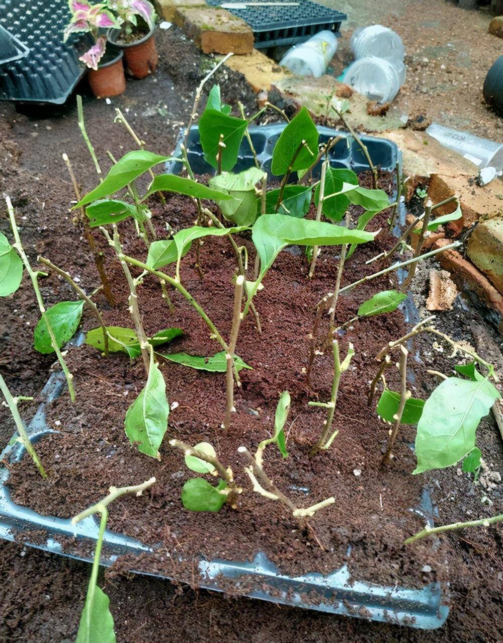 三角梅这样扦插,成活率非常高,超级简单实用