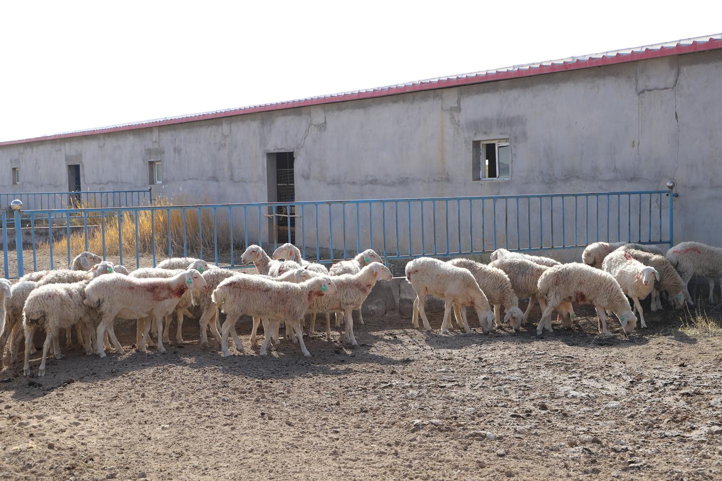 民勤县东湖镇：新品种来"安居" 致富有了"羊"法子