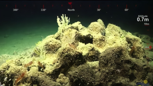 比帝国大厦还高！大堡礁发现500米高珊瑚礁