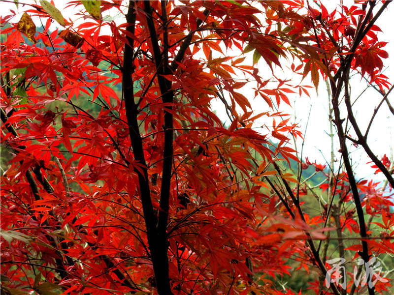 13——红枫，槭树科.JPG