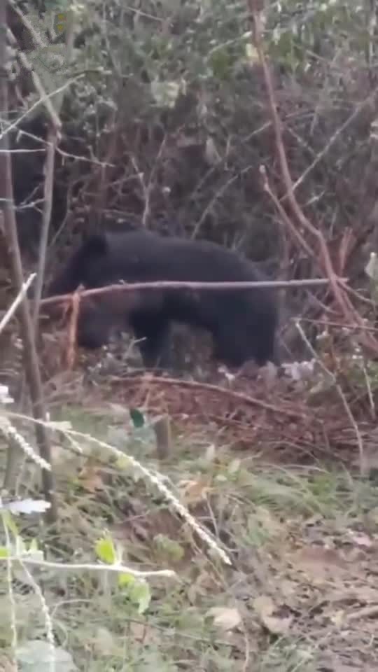 四川专家救援被猎套圈住的野生黑熊 5个月前曾有3人被咬死