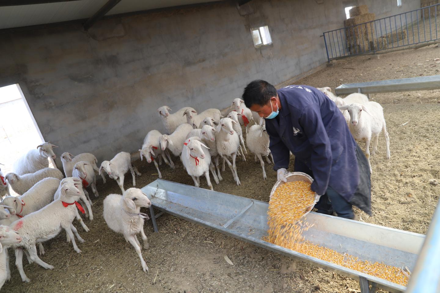 民勤县东湖镇：新品种来"安居" 致富有了"羊"法子