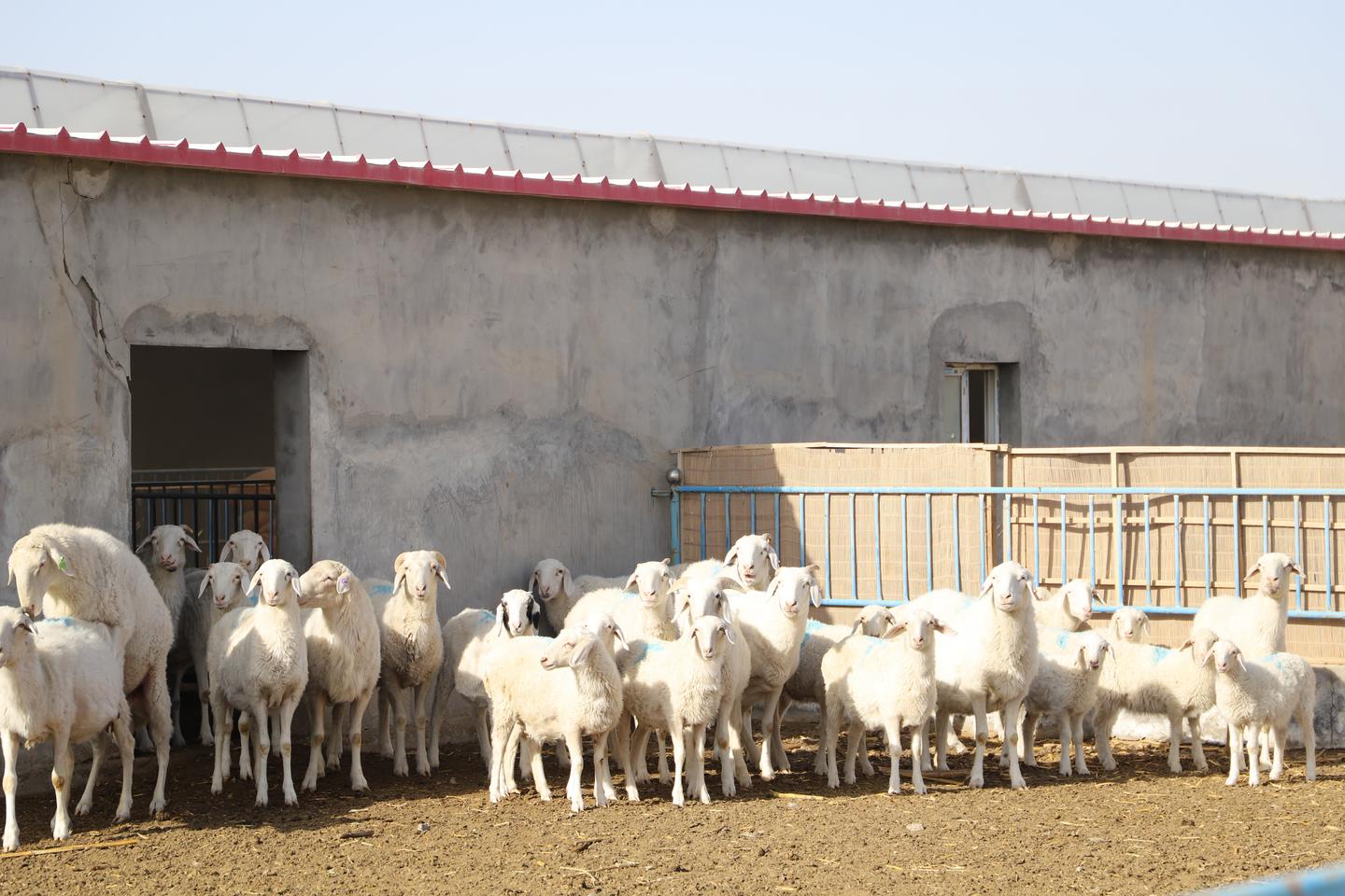 民勤县东湖镇：新品种来"安居" 致富有了"羊"法子