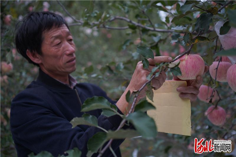图为岗底村农民高级技师杨双奎在为贴枝的苹果贴上防磨垫，避免蹭出疤痕掉价。通讯员李世誉摄