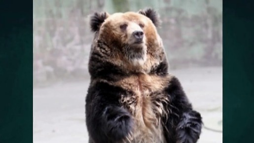 真实版“熊出没”上演！西藏棕熊夜闯军营 官兵们这样应对