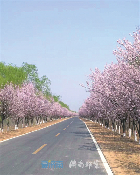 春日黄河堤岸上的“樱花大道”