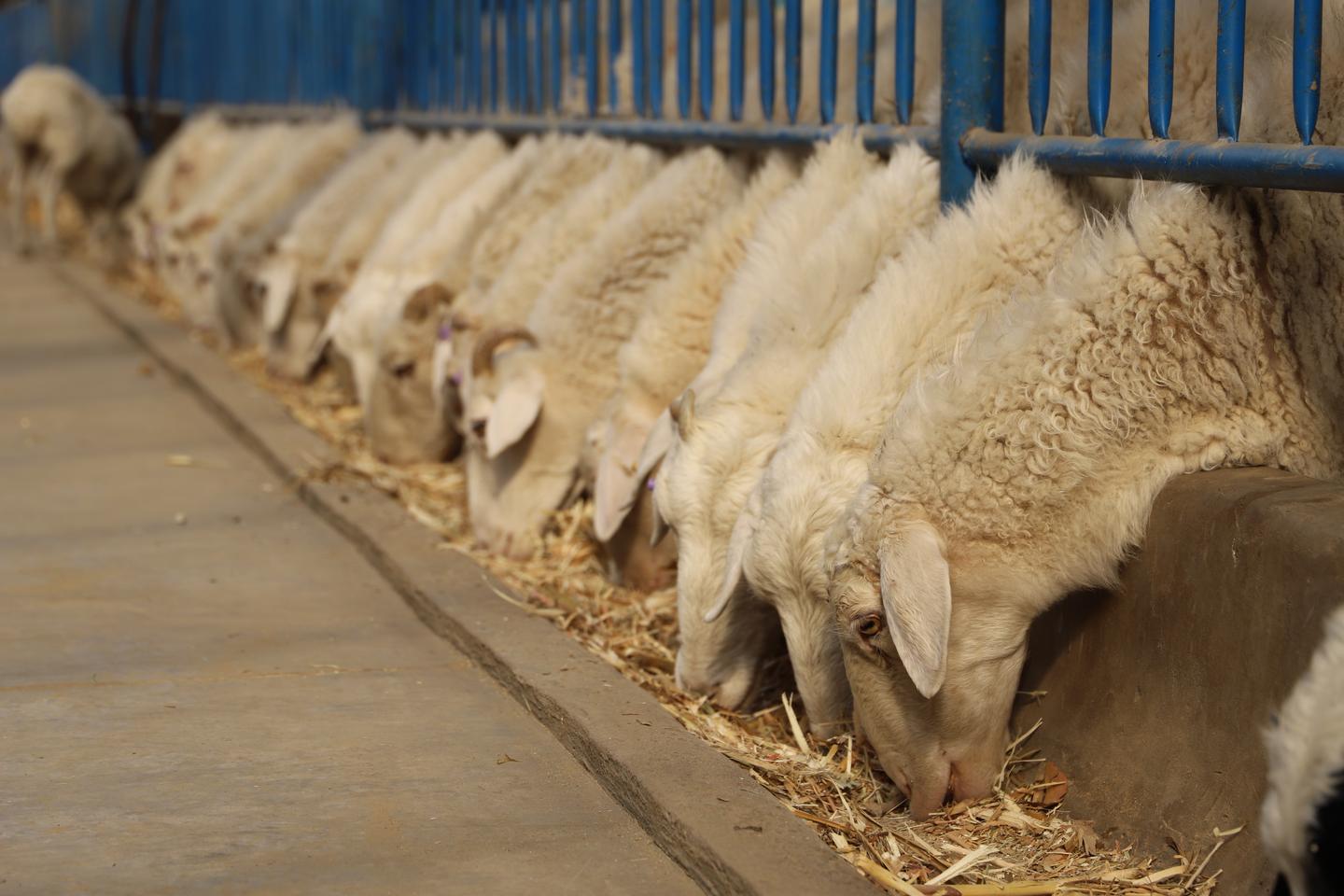 民勤县东湖镇：新品种来"安居" 致富有了"羊"法子