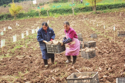 当地的村民到红薯基地里务工增收。蔡秀 摄
