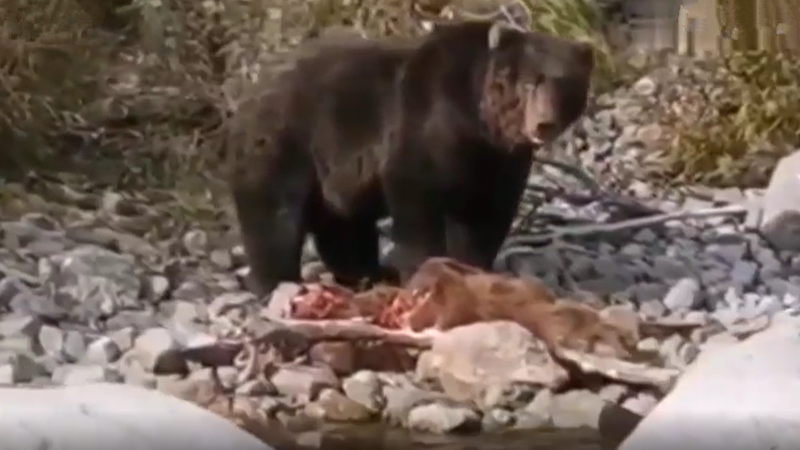饿急眼了！俄罗斯拍到一只饥饿棕熊吞食幼崽恐怖画面
