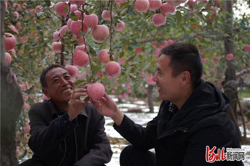 图为内丘县界子口村建档立卡贫困户赵胡林（左），在请富岗公司技术员点评自家果园的苹果品质。通讯员李世誉摄