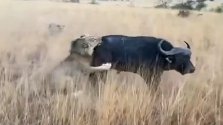 南非一头水牛拼命摆脱三只狮子猎杀 撞上游客汽车