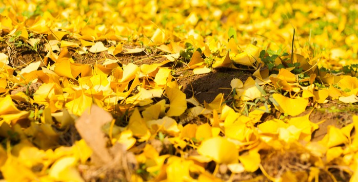 细数青岛那些美爆了的银杏古树，选一处打卡吧！