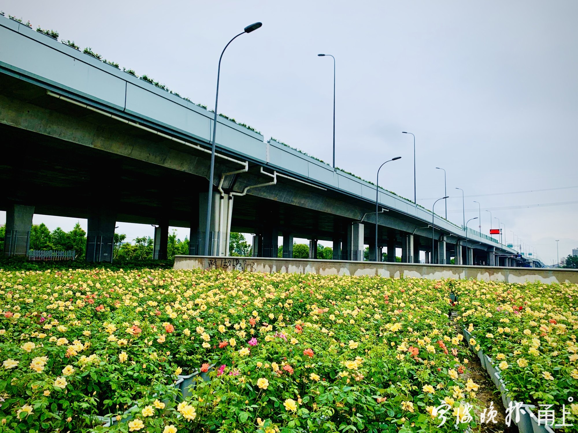 邱隘立交的黄苁蓉.JPG