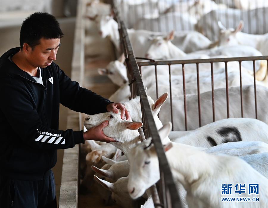 （五中全会精神在基层&middot;图文互动）（1）大学生“羊倌”成了致富“领头羊”