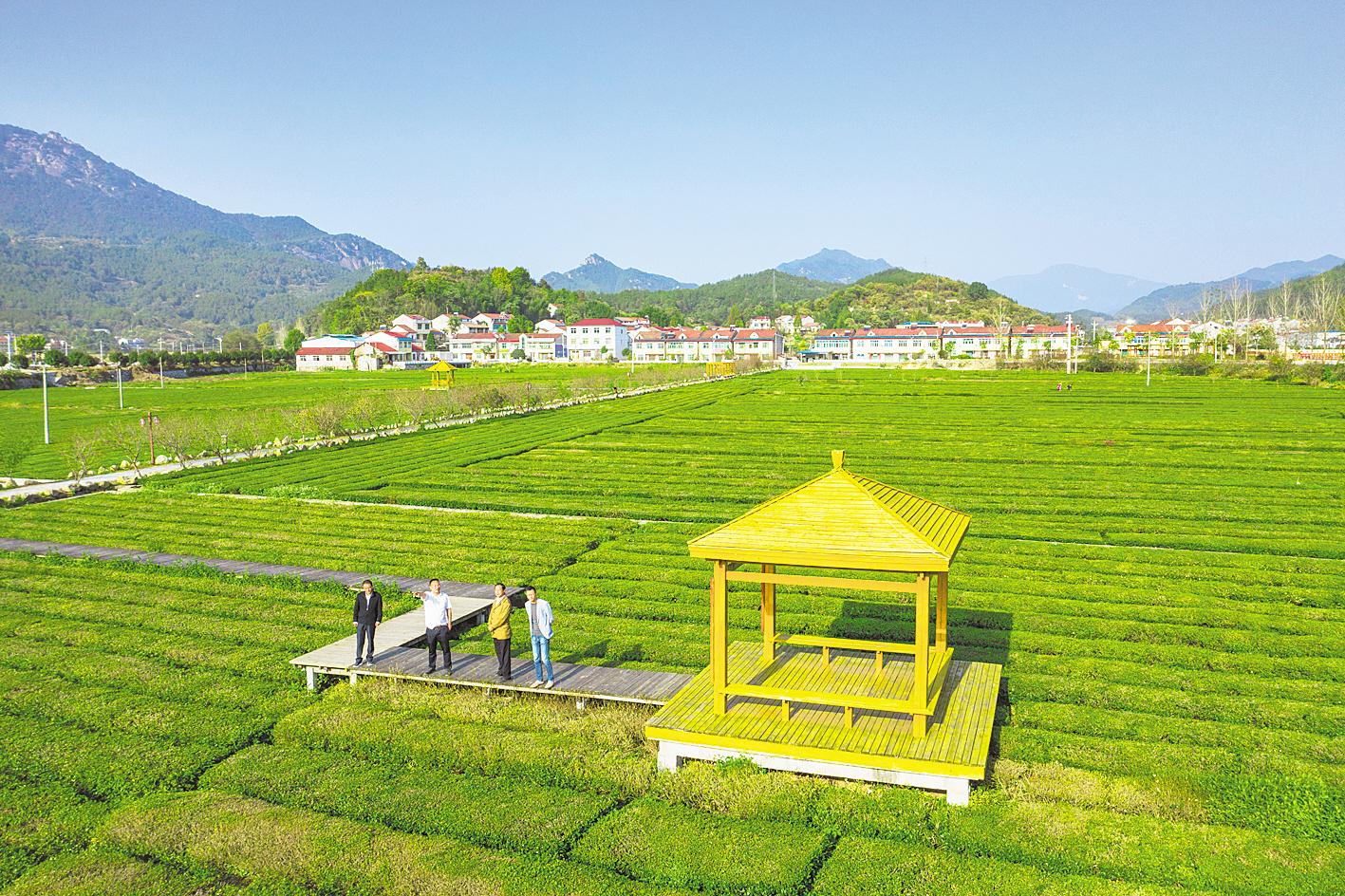 大别山尽染丰收色彩