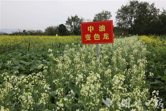 反季节油菜花在湖北荆州试种成功