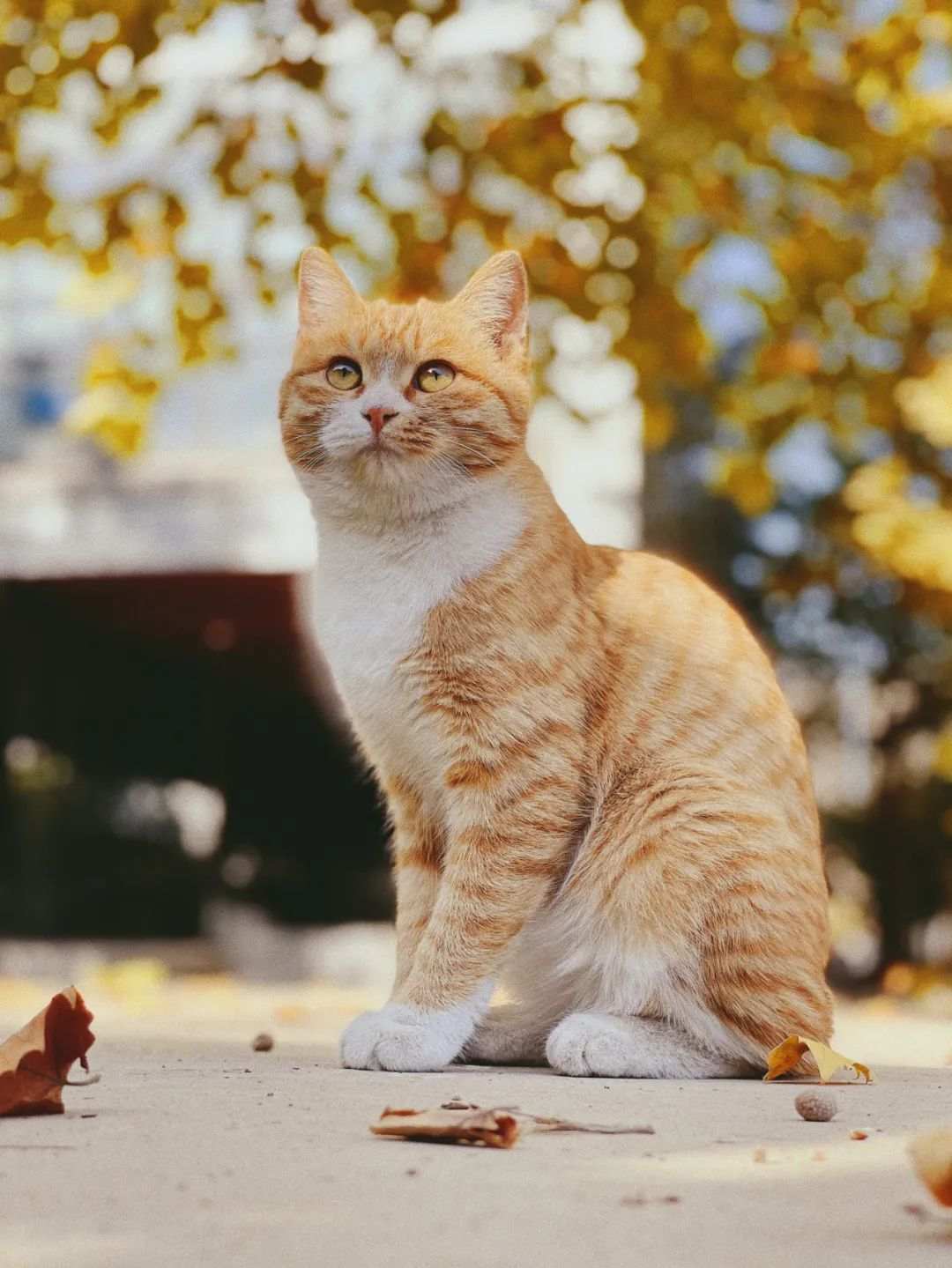△北京大学里慵懒的猫