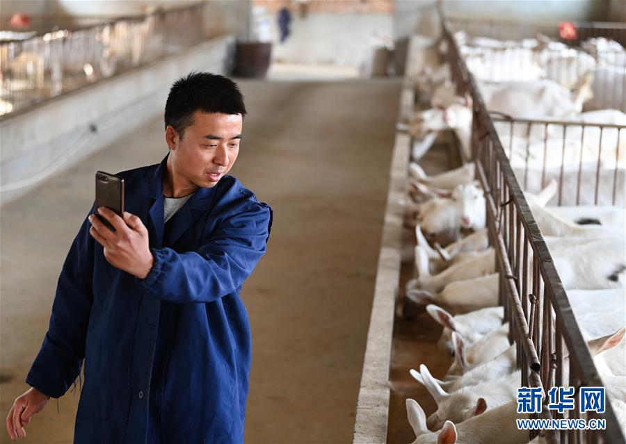（五中全会精神在基层&middot;图文互动）（2）大学生“羊倌”成了致富“领头羊”