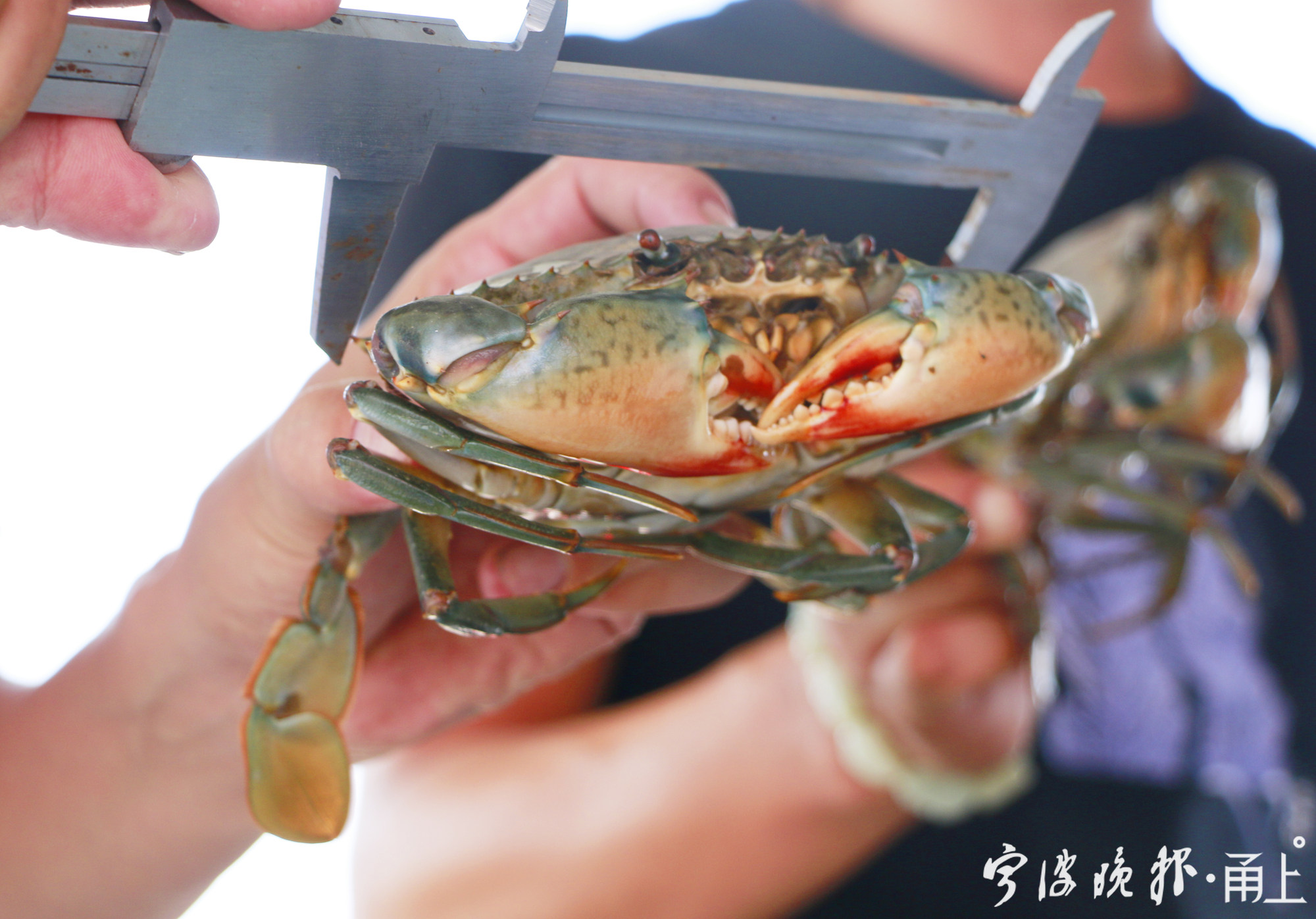 捕捞上来的青蟹正在测量尺寸.JPG
