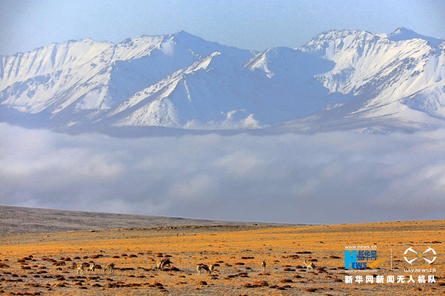 这是航拍的祁连山国家公园肃南段风光。暮秋时节，祁连山顶白雪皑皑，山间云雾缭绕，与金色草原相互映衬，展现出天地之大美。新华网发（郎文瑞 摄）