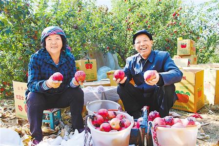 香甜可口的靖远苹果 本版照片除署名外均由靖远县融媒体中心提供