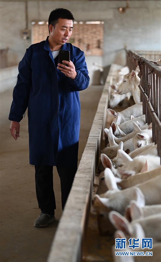 （五中全会精神在基层&middot;图文互动）（4）大学生“羊倌”成了致富“领头羊”